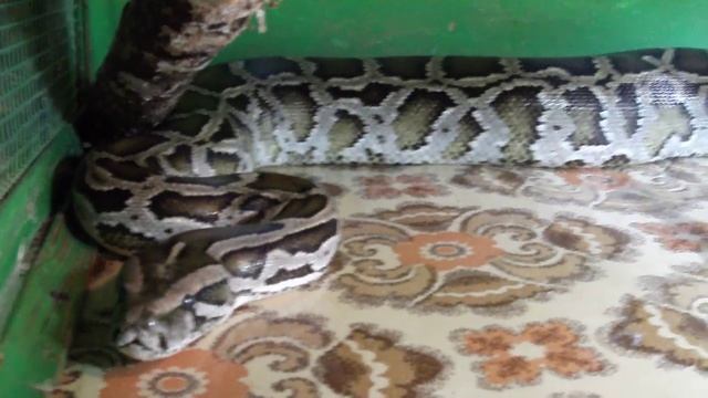 Тигровый питон агрессивный шипит смотреть онлайн