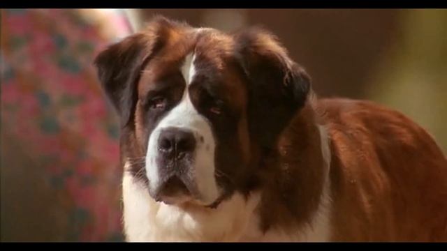 Beethoven 2nd (1993) - Beethoven Meets Missy