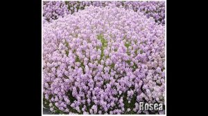 Rosea Pink Lavender Flower/Herb Lavandula Angustifolia SEEDS -  SEEDS on  www.MySeeds.Co