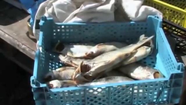 Вспышка ботулизма в Саратове: рейд ГУВД смотреть онлайн