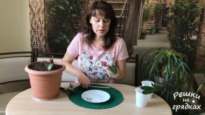 Размножение антуриума черенками | Как спасти антуриум засыхающий антуриум?