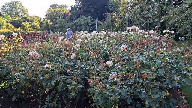 regent's Park 18/07/21 смотреть онлайн