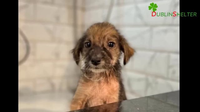 Mother Dog Cried So Hard When I Took Her Puppies, But That's The ONLY Good Thing I Can Do For Them! смотреть онлайн