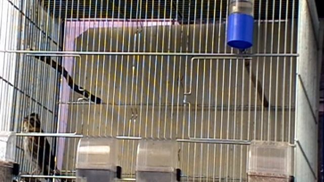 Овсянка ремез (песня) смотреть онлайн