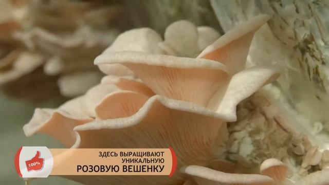 Мегапопулярные грибы в Каменске! | Ярмарка.Эксклюзив | Каменск-Уральский смотреть онлайн