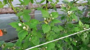 пчелы на опылении ежевики в теплице