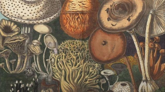 Vintage Botanical Art - Mushrooms with New Age Music смотреть онлайн