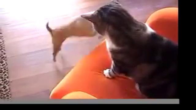 Charo vs Groovy Cat смотреть онлайн