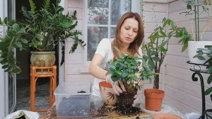 ПЕРЕСАДКА ГАРДЕНИИ