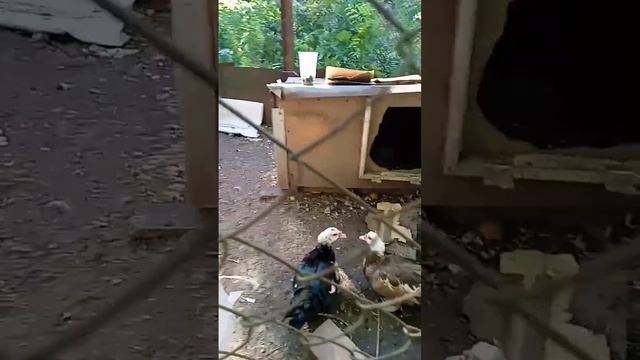 утки настоящие родители 1 часть смотреть онлайн