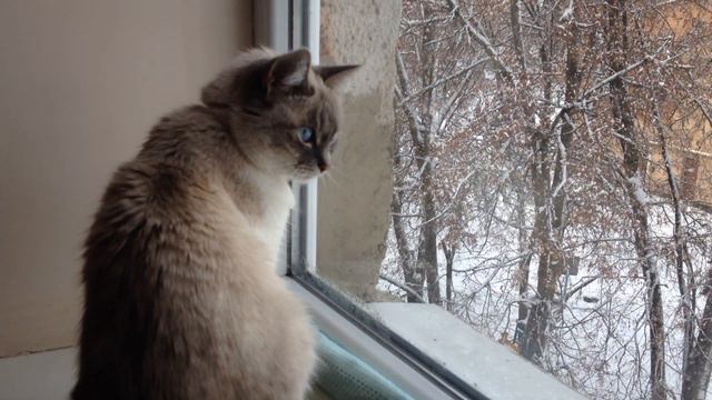 КОШКА МУСЯ НЕ ЛЮБИТ СНЕГ! НЕДОВОЛЬНА! смотреть онлайн