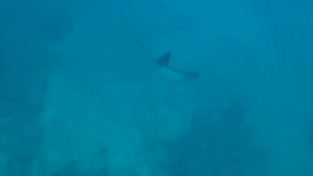 Playful Eagle Rays смотреть онлайн