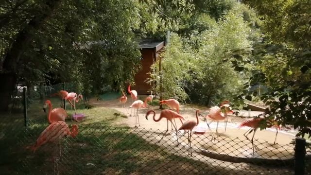 Розовый фламинго. Pink Flamingo. смотреть онлайн