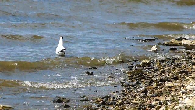 Озёрная чайка. "Прогулки по воде". смотреть онлайн