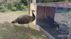 Домик для утки с утятами. Пава нападает на маму-утку.