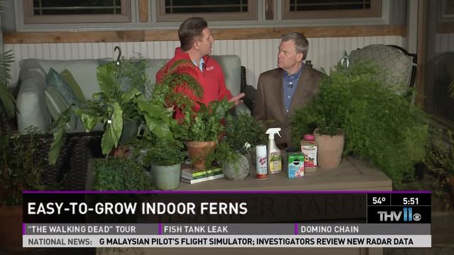 Easy to grow indoor ferns смотреть онлайн