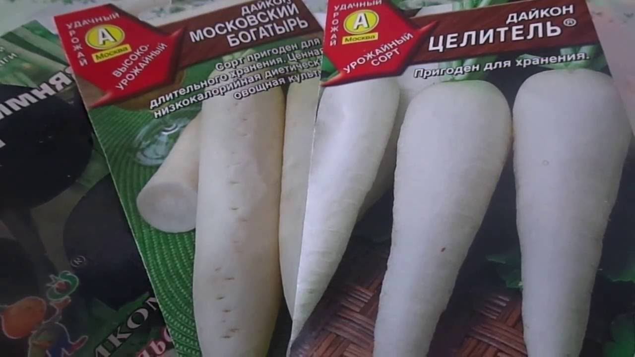 Сроки Сева, Посев Редьки и Дайкона на Урале. Правильный Выбор Сорта. смотреть онлайн