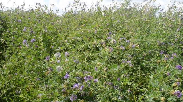 ФУТАЖ Бабочки летают над цветами смотреть онлайн