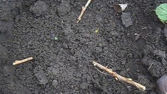 Размножение черной смородины осенью смотреть онлайн