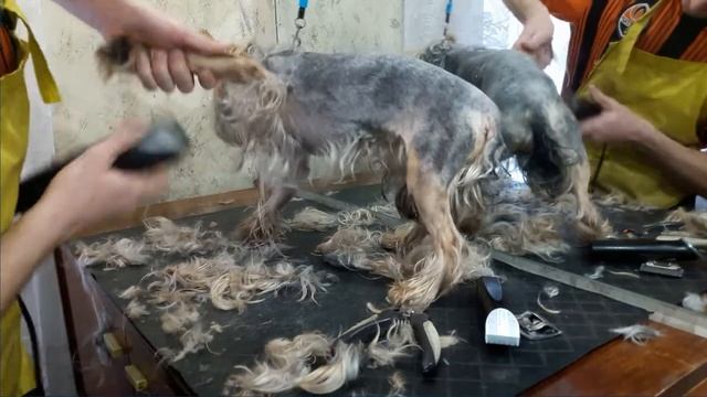 Канал "Я - Грумер". Стрижка йорка под "китайку". Часть 1. Haircut york. Part 1. смотреть онлайн