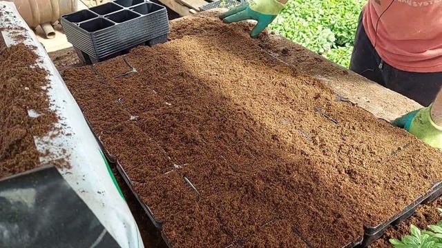 Пересадка, перевалка сеянцев.☘️🍀🌱 Проверенный многими годами. смотреть онлайн
