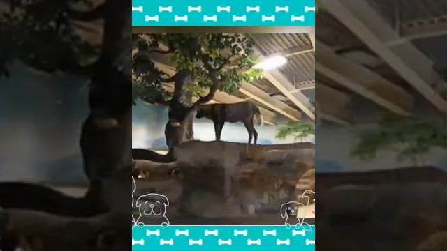 Новый зоопарк "Река Замбези" открылся в Казани смотреть онлайн