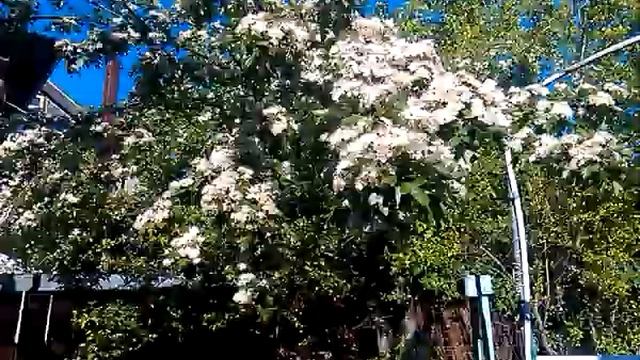 Боярышник цветет 29.05.2018 смотреть онлайн