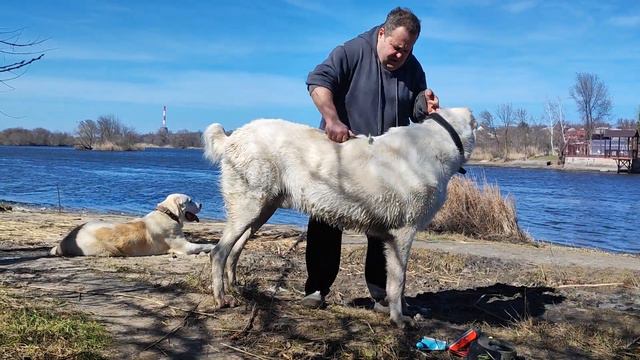 #сао #алабай #среднеазиатская овчарка # Волкодав #кавказский Волкодав +79034719998 РОССИЯ смотреть онлайн