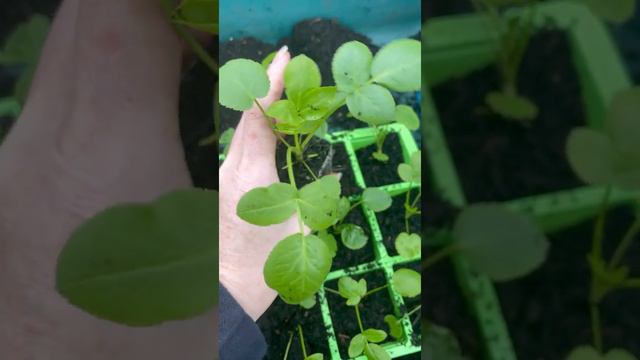 Grow A Long Ammi Majus