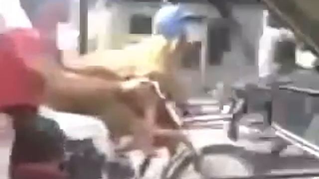 Посадили барана за руль и надели каску ха ха ха смотреть онлайн