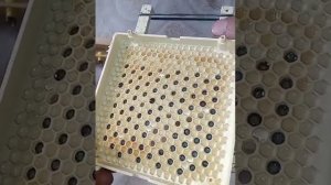 Работа с системой "Джентерский сот.