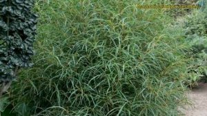 Крушина ломкая Файн Лайн. Краткий обзор, описание характеристик frangula alnus Fine Line