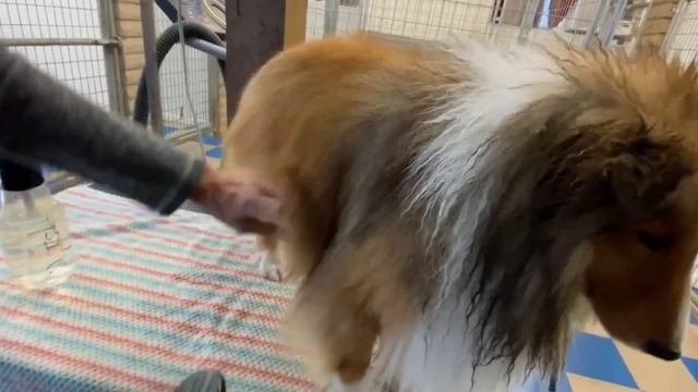 Sheltie Dog | Top 10 Shetland Sheepdog Facts смотреть онлайн