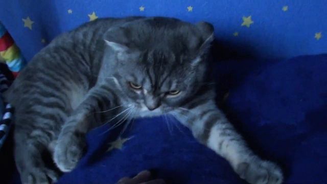 Злой котик. смотреть онлайн