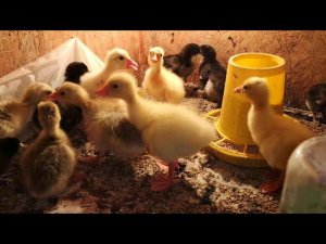 ГУСЯТА чем кормлю, что добавляю в воду они из инкубатора