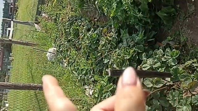 Клубника/После сбора урожая мы обязательно чистим и обрабатываем/