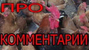 Цветной бройлер, ответы на комментарий.