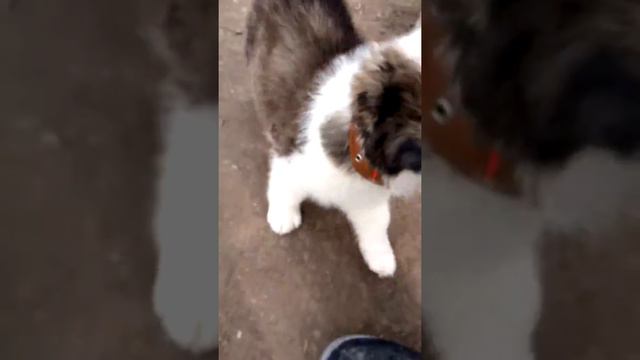 Алабай 2 месяца смотреть онлайн