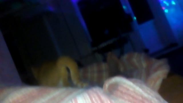 взъерошенная жопа кота смотреть онлайн