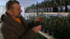 Некоторые подробности зимней прививки хвойных растений.