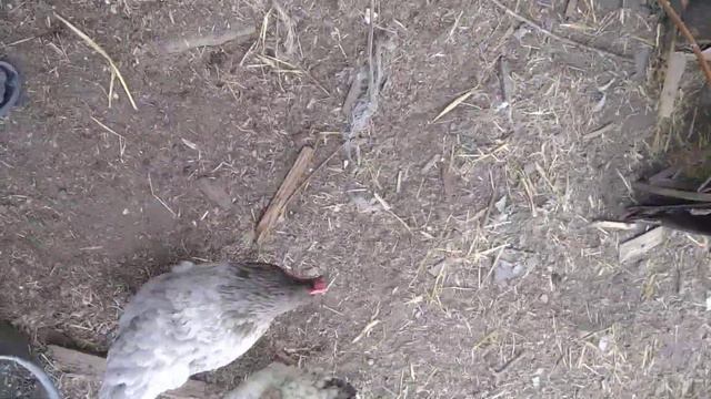 Вивод утят під уткою! Чи сидять качки голубий фаворит на яйцях? смотреть онлайн