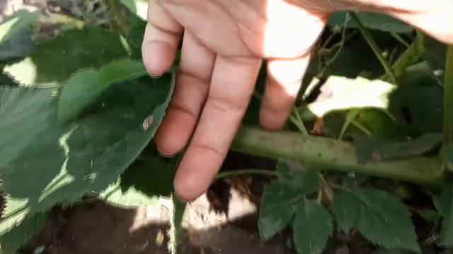 Сад 11.07.2020г. Голубика, ежевика, цветы. смотреть онлайн