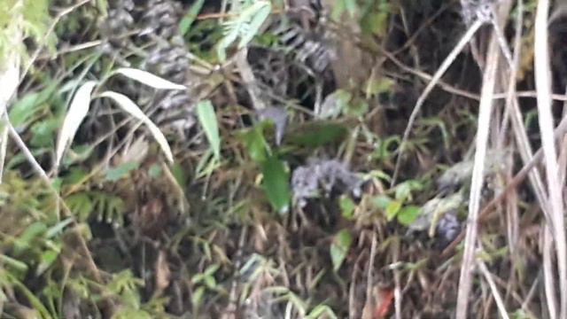 Tầm lan ven đường clip 3 ngày 31/3/2018 смотреть онлайн