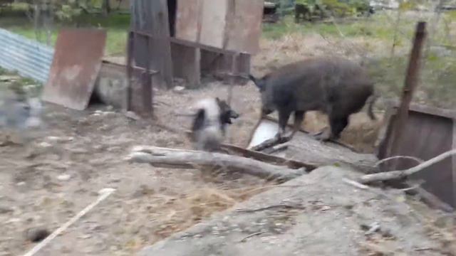 Первая притравка по кабану. Пара. смотреть онлайн