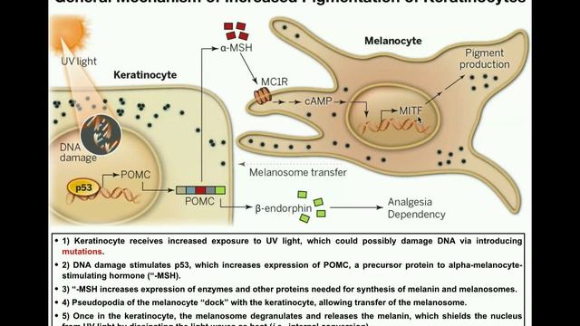 How Do Melanocytes Make Melanin?: Melanogenesis Mechanism
