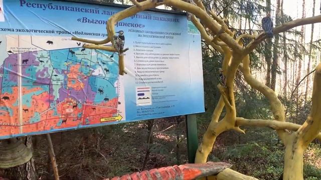 Аист ест змею. Экотропа и база отдыха в заказнике "Выгонощанское" (5/5) смотреть онлайн