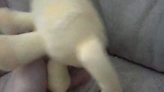 Посылка из китая оцелот смотреть онлайн