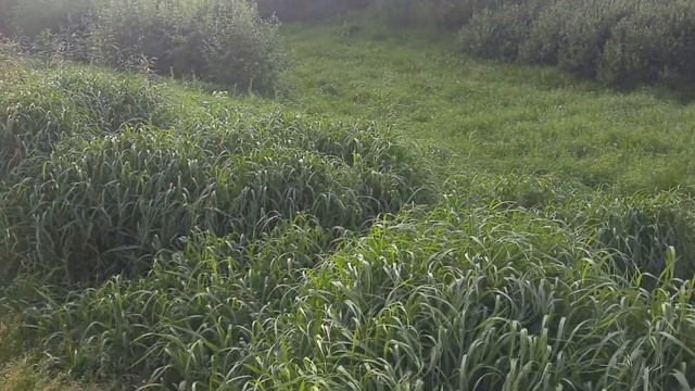 Есть куда от комаров прятаться))) смотреть онлайн