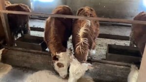 Откорм бычков . Пошел пятый месяц кормление. Рассказываю сколько даю корма .