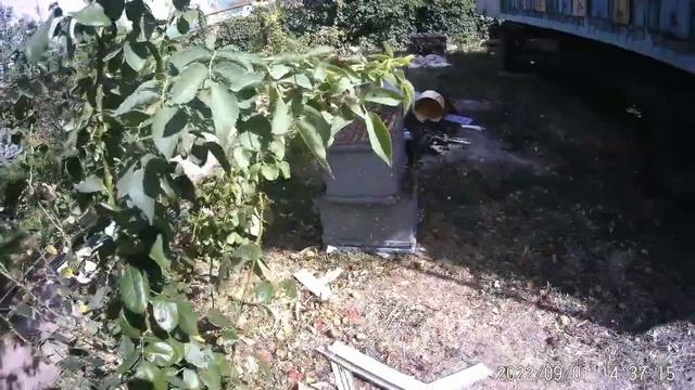 Секрет пчелиного напада. Удалитель пчёл за 1 минуту. смотреть онлайн